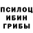 Псилоцибиновые грибы Psilocybine cubensis nathaniel hawthorn